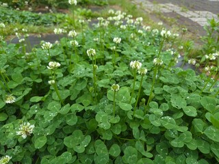 A four-leaf clover in the forest on a rainy day