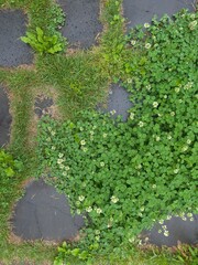 A four-leaf clover in the forest on a rainy day