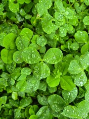 A four-leaf clover in the forest on a rainy day