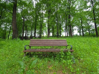 a wooden chair in a deep forest