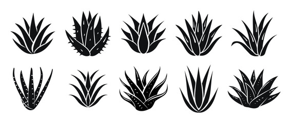 Aloe vera vector illustration. Agave leaves hand drawn black on white background. Cosmetic plant silhouette.