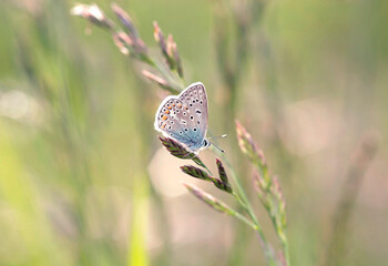 Motyl Modraszek Ikar na łące.