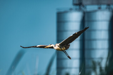 heron (ardea cinerea) in flight