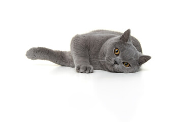 Pretty british shorthaired cat playful lying down looking at the camera isolated on a white background