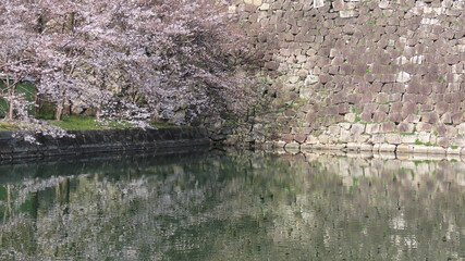 Cherry blossoms in full bloom reflected on the water and traditional stone walls