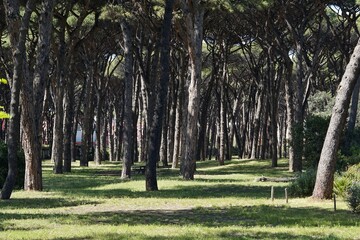 Obraz premium A portion of the pinewood in the neighborhood of Ostia in Rome