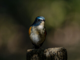 暗い藪の奥でリラックスしているルリビタキの雄