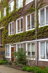 Windows of a building facade with climbing plants in Amsterdam, Netherlands.