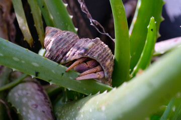 Purple skinned hermit crab climbing aloe vera plants. Hermit is exploring a plant in a pot. Graphic Resources. Animal Themes. Animal Closeup. MacrophotographyPurple skinned hermit crab climbing aloe v