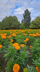 marigolds