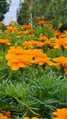 marigolds