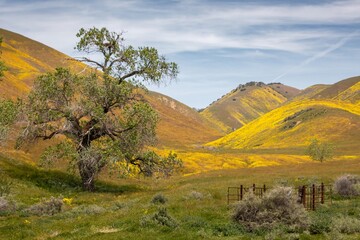 Oak tree and Yellow spring flowers sprawled over the hills in the Superbloom season. Carrizo...
