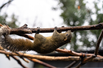 岐阜県のぎふ金華山リス村のリス