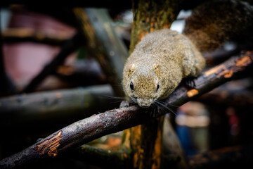 岐阜県のぎふ金華山リス村のリス