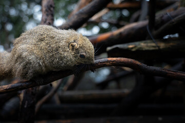 岐阜県のぎふ金華山リス村のリス