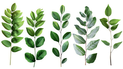 set green leaves 