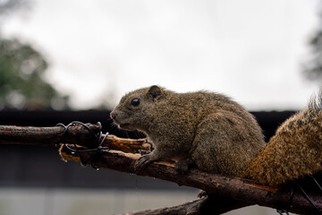 Obraz premium 岐阜県のぎふ金華山リス村のリス