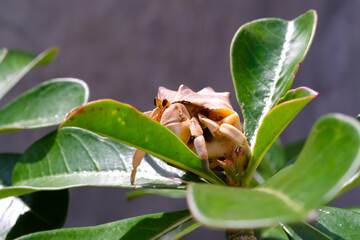 White-shelled hermit crab stuck among top of ornamental plants. Hermit is exploring a plant in a...