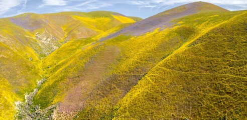 Yellow spring flowers sprawled over the hills in the Superbloom season. Carrizo National Monument,...