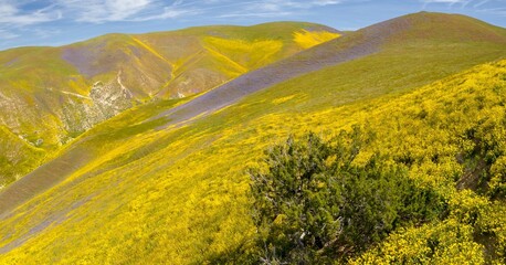 Fototapeta premium Yellow spring flowers sprawled over the hills in the Superbloom season. Carrizo National Monument, Santa Margarita, California, United States of America.