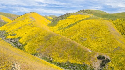 Yellow spring flowers sprawled over the hills in the Superbloom season. Carrizo National Monument,...