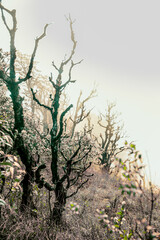 Azalea trees on the mountain with fog covering them in winter at Kew Mae Pan Nature Trail