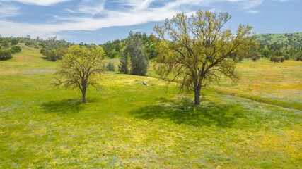 Oak trees in a meadow covered with yellow spring flowers sprawled over the area from the spring...