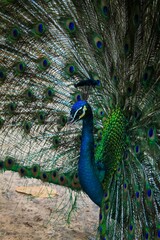 Fototapeta premium Close-up of a peacock's vibrant feathers in regal display.