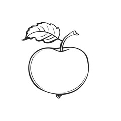 Simple linear black ink hand drawn apple. Sketch vector illustration.