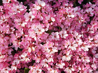 Background of pink flowers rhododendron or kalanchoe.