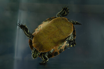perspektive schildkröte froschperspektive tier schwimmen wasser blau