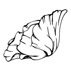 Vector set of elements with hand drawn peony poppy flowers. Isolated on white background. Botanical graphic illustration. Design for invitations, wedding, love or greeting cards, paper, print, textile