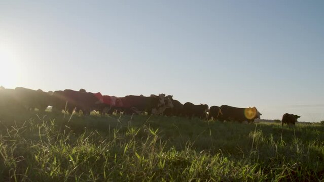 un grupo de vacas al atardecer. Braford es una raza de ganado que es una combinaci&oacute;n gen&eacute;tica de las razas Brahman y Hereford.