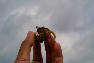 White-shelled hermit crab crawling on fingers isolated. Pet hermit crab playing in the sun. Graphic Resources. Animal Themes. Animal Closeup. 4K Video Resolution 30 Fps
