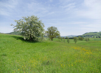 Gr&uuml;ne Fr&uuml;hlingslandschaft rund um Weitenau im Schwarzwald (Steinen) mit herrlichen Ausblicken auf die Gersbacher Berge und die Hohe M&ouml;hr am Horizont