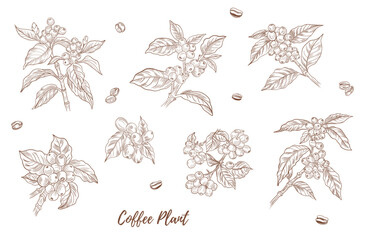 Vector coffee plant with berries beans line art illustration, graphic line coffee plant combination. Coffee berries. Coffee beans. Great for any designs, textile, art, walls, package
