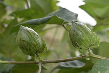 Close up of green color Cotton Boll on Cotton plant. Green cotton field. Organic boll. Cotton boll...