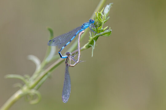 dragonflies mating on a blade of grass