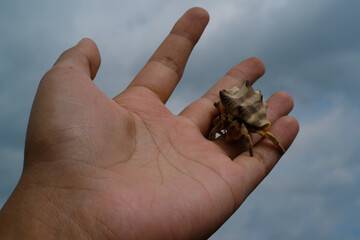 White-shelled hermit crab crawling on a palm. Pet hermit crab playing in the sun. Graphic Resources. Animal Themes. Animal Closeup. 4K Video Resolution 30 Fps