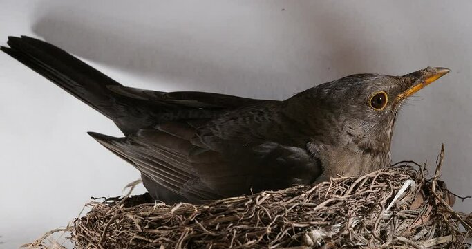 blackbird hatches chicks in a nest