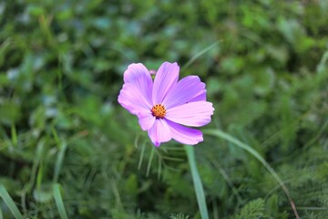 Beautiful Single Blossom Flower with Fresh Look