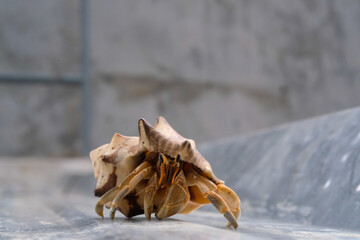 White-shelled hermit crab crawling on a Metal roof. Pet hermit crab playing in the sun. Graphic...