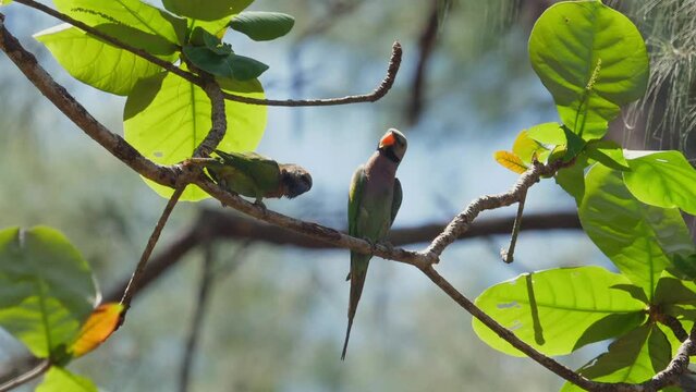 Vibrant tropical parrots perched on lush green branch in their natural habitat, showcasing biodiversity of rainforest. Wildlife and nature conservation.