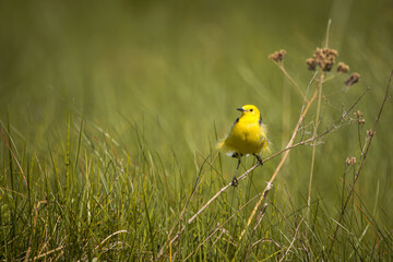 A male citrine wagtail sets on the dry plant and looks toward the camera lens on a sunny spring...