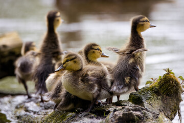 A young ducklings stand on the wooden root on a river bank on a sunny spring day. Cute tiny...