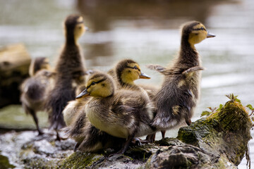 Fototapeta premium A young ducklings stand on the wooden root on a river bank on a sunny spring day. Cute tiny ducklings wave by its wings on a river bank. 