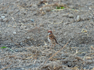 畑のスズメ
