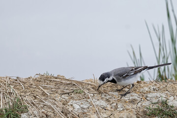 Bergeronnette grise- Motacilla alba - Hoche queue gris - passereaux - motacillidés