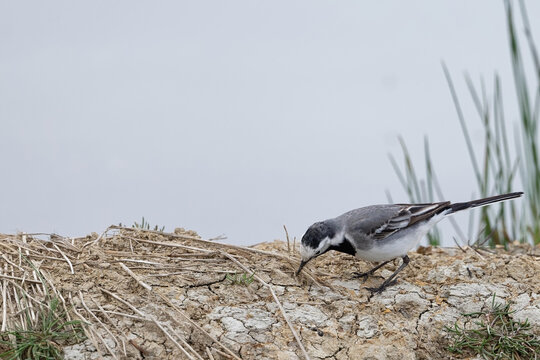 Bergeronnette grise- Motacilla alba - Hoche queue gris - passereaux - motacillid&eacute;s