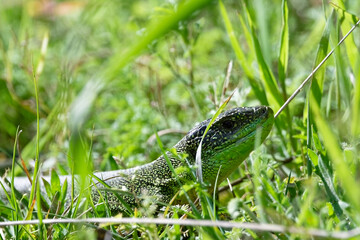 Lézard vert  - Lacerta bilineata - sauriens -Lacertidae occidental -  Lézard à deux bandes - Lézard à deux raies